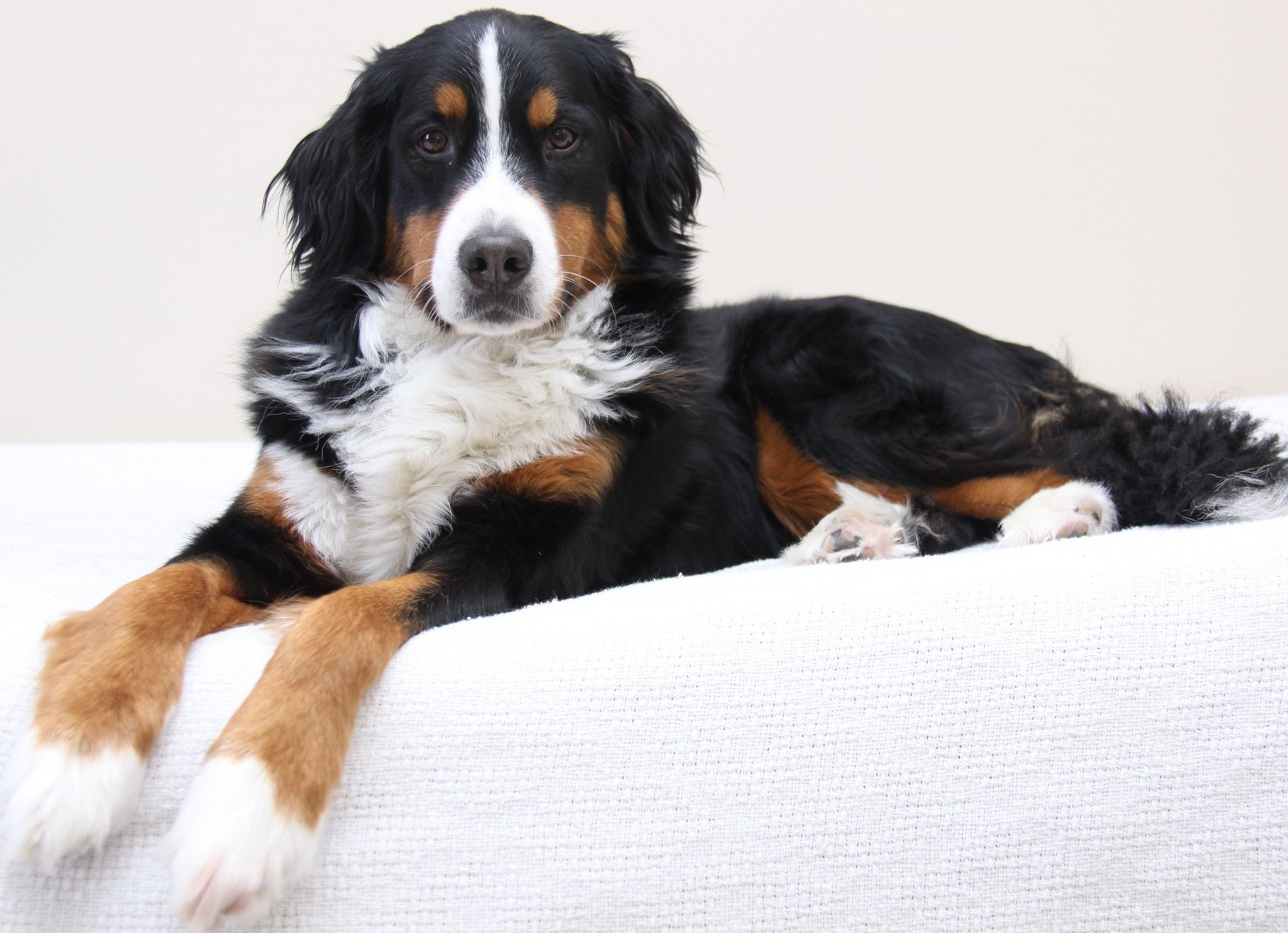 Young Dog relaxing