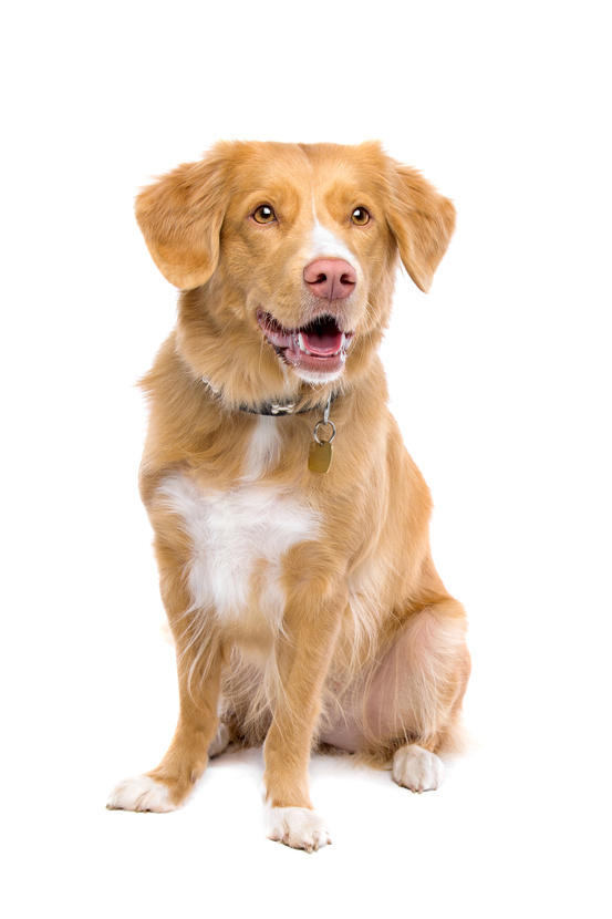 Nova Scotia Duck Tolling Retriever