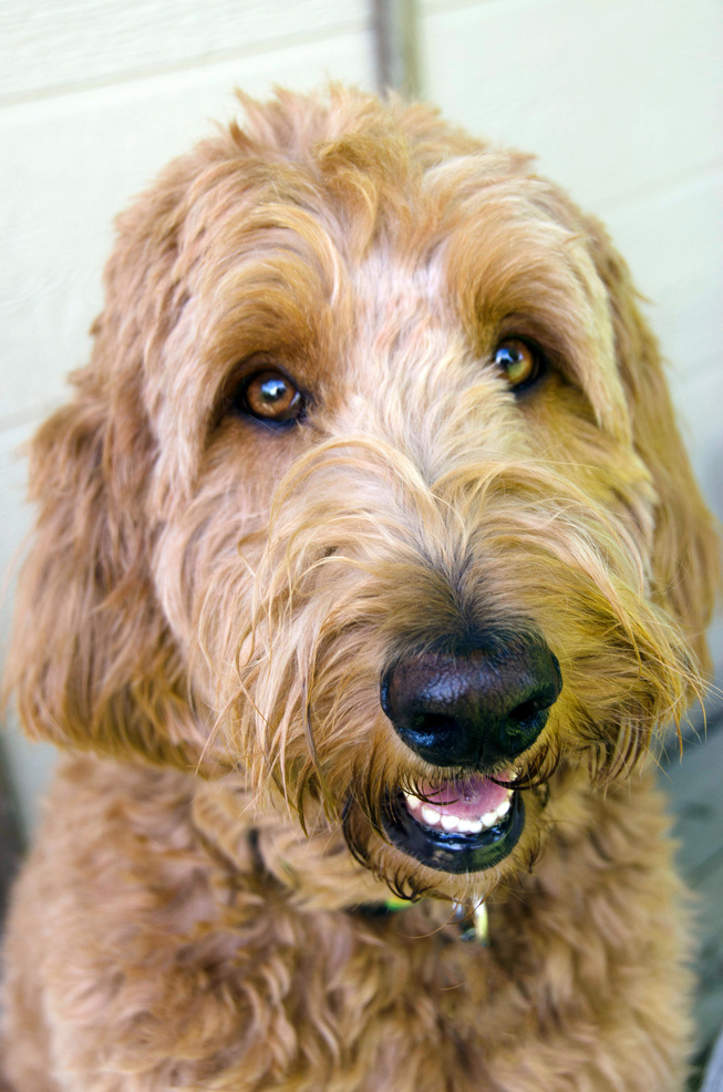 Labradoodle