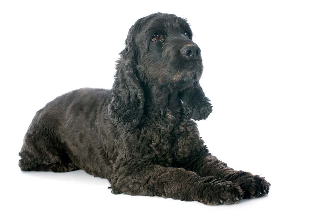 cocker spaniel